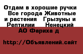 Отдам в хорошие ручки - Все города Животные и растения » Грызуны и Рептилии   . Ненецкий АО,Фариха д.